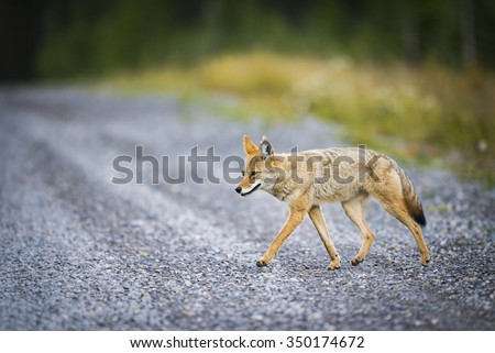 Wild Coyote hunting in a roadside meadow in the Rocky Mountains of Alberta Canada