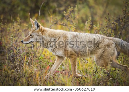 Wild Coyote hunting in a roadside meadow in the Rocky Mountains of Alberta Canada