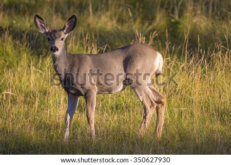 White Tailed deer at sunset
