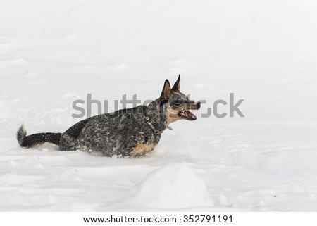 Winter Hiking and playing in the snow with a Blue Heeler Dog Alberta Canada