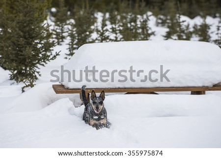 Winter Hiking and playing in the snow with a Blue Heeler Dog Alberta Canada