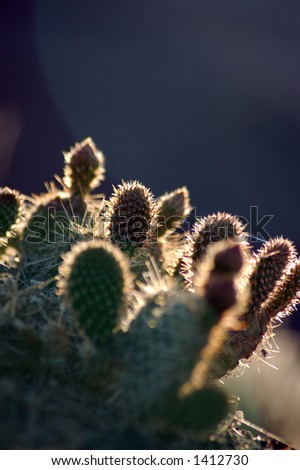 Cactus at sunrise, Drumheller Alberta.
