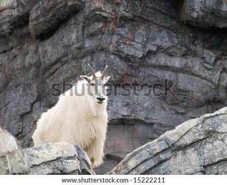 Mountain goat standing on a cliff edge