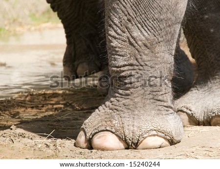 Elephant feet at the zoo