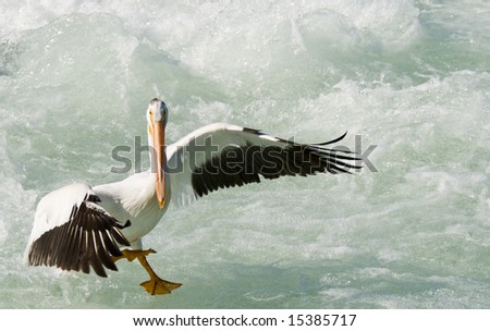 A flock of Pelicans feeding in a river below a weir, while migrating through Alberta, Canada