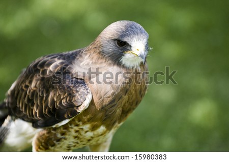 Swainsons hawk on a post in a field of green grass