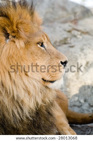 Pride of lions relaxing in the sun