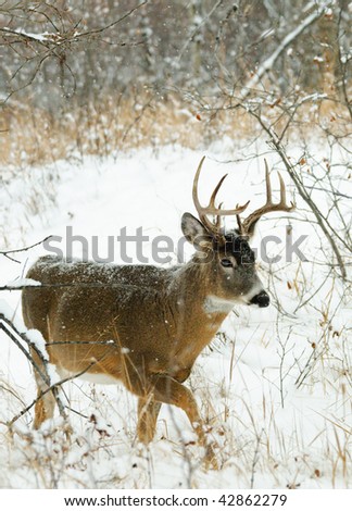 Male white tailed Deer in the forest in winter