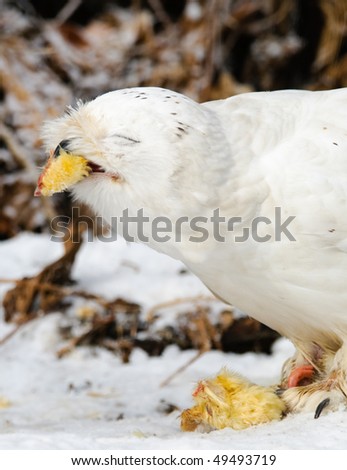 Snowy Owl Eating