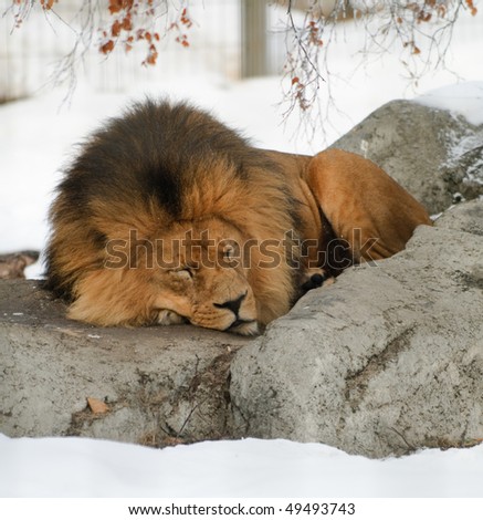 Pride of Lions in winter time at the zoo