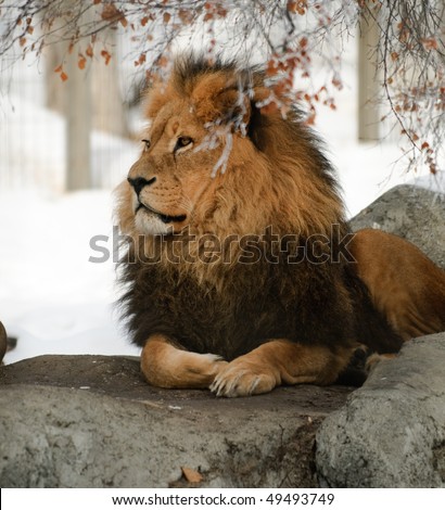 Pride of Lions in wintertime at the zoo