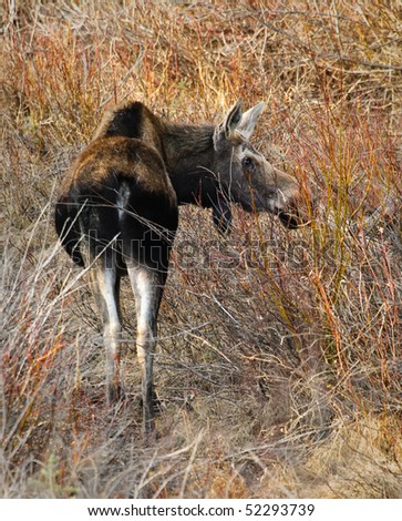 Moose eating bushes in Kananaskis Country Alberta Canada