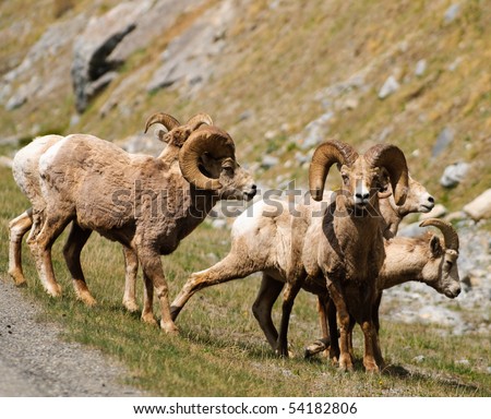 Rocky Mountain Big-Horned Sheep  in Kananaskis Country Alberta Canada