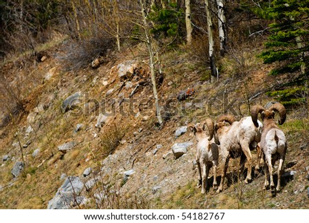 Sheep hunting kananaskis