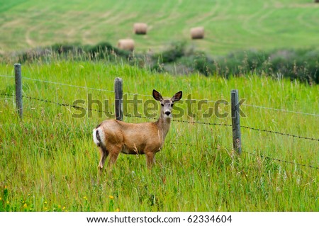 Alberta Farm Land