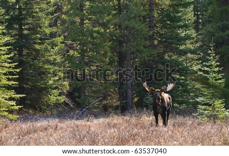 wild moose