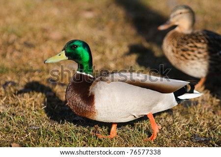 Duck Land