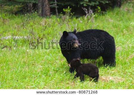 Wild Black Bear family, mother and three cubs in Jasper National Park Alberta Canada