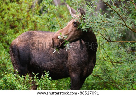 wild moose