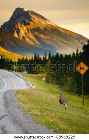 Deer crossing on the side of a highway in the mountains