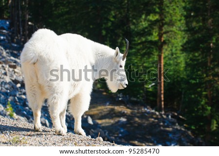 Wild Mountain Goats on a rocky cliff, Banff National Park Alberta Canada