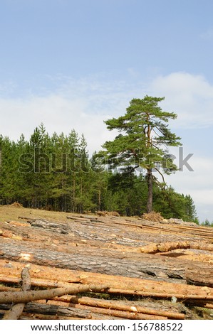 Waiting to be logged...Tree ( Golden pine ) on mountain Zlatibor, Serbia with lots of logs, already logged, in front of it