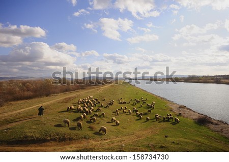 Shepherd and his sheep on the riverbank, warm autumn afternoon sunlight, Adobe RGB color profile