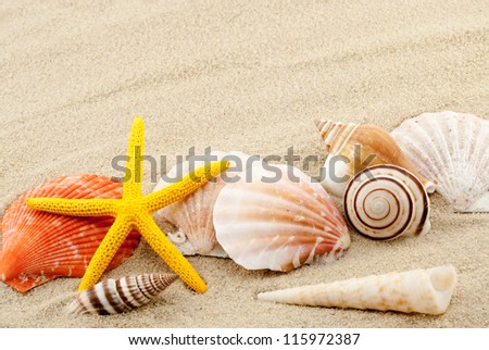 Beautiful marine items on a sand in summer still life theme.