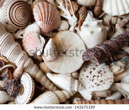 Lots of different seashells piled together in solid background.