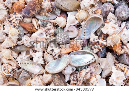 Solid background of seashells for art design.