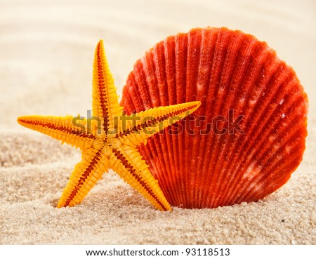 Marine themed still life of beautiful seashell and sea-star on a sand.