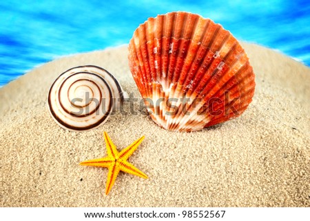 Big scallop, little seastar and spiral seashells on a sand against the blue cloudy sky.