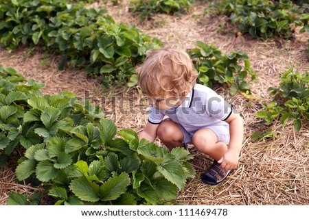 Sweet cute toddler boy two years old on strawberry organic fruit farm picking berries