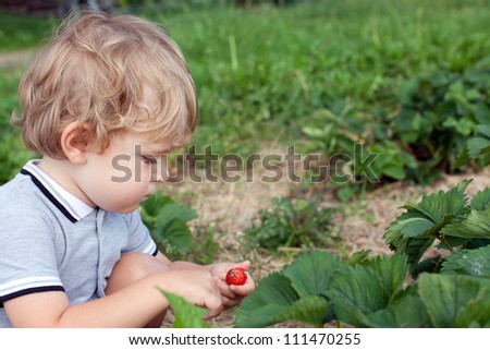 Lovely boy two years old on strawberry organic fruit farm picking berries