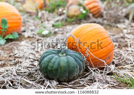 Pumpkin field with different green and orange pumpkin on autumn day
