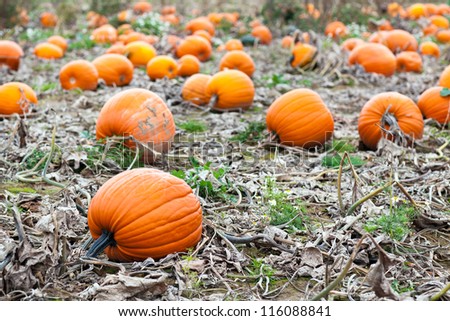 Pumpkin field with big orange and yellow pumpkin on autumn day