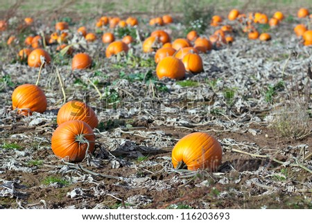 Pumpkin field with different type of pumpkin on autumn day