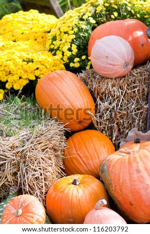Decoration of fresh different pumpkin flowers and straw for thanksgiving or halloween