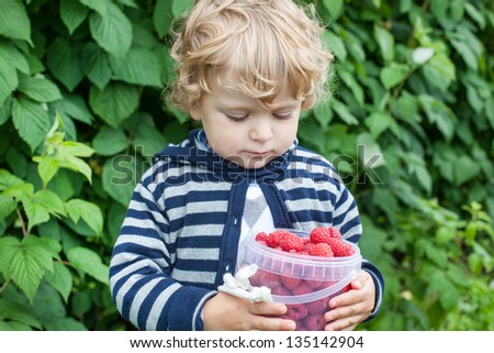 Little toddler with bucket of raspberry on organic fruit farm in summer