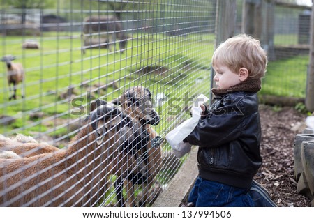 Little toddler boy feeding animals in zoo in summer