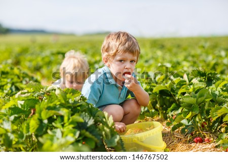 Two little boys on organic strawberry farm in summer, picking berries