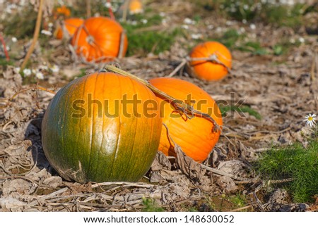 Pumpkin field with different typ of pumpkin on autumn day