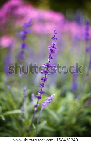 Lavender flowers - Sunset over a summer purple and pink lavender field