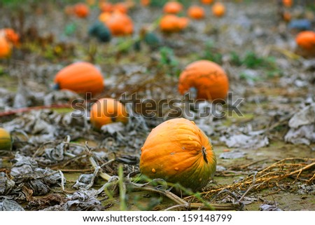 Pumpkin field with different type of huge pumpkins on autumn day