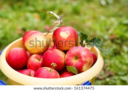 Yellow bucket with red ripe apples from orchard. With heart symbol.