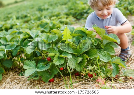Happy little toddler boy on pick a berry organic strawberry farm