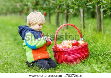 Adorable blond caucasian toddler boy of two years with big red basket eating red apples in an orchard, outdoors