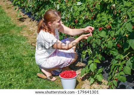 Young woman picking raspberries on pick a berry farm in Germany.