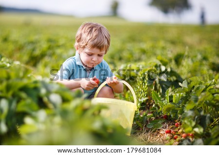Happy little toddler boy on pick a berry farm picking strawberries in bucket.