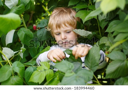 Funny little toddler boy on pick a berry farm picking ripe raspberries, outdoors